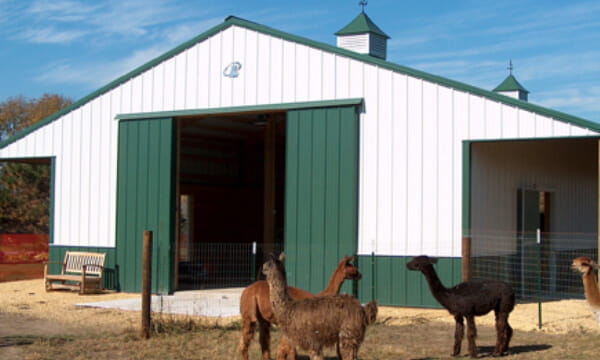 white green farm with brown alpacas in front